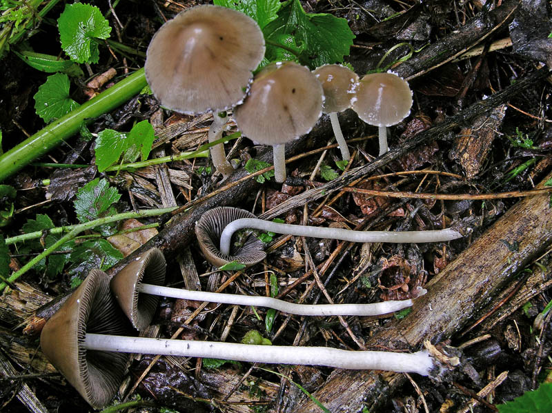 Psathyrella sp.da determinare.